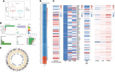 Deep learning reveals cuproptosis features assist in predict prognosis and guide immunotherapy in lung adenocarcinoma